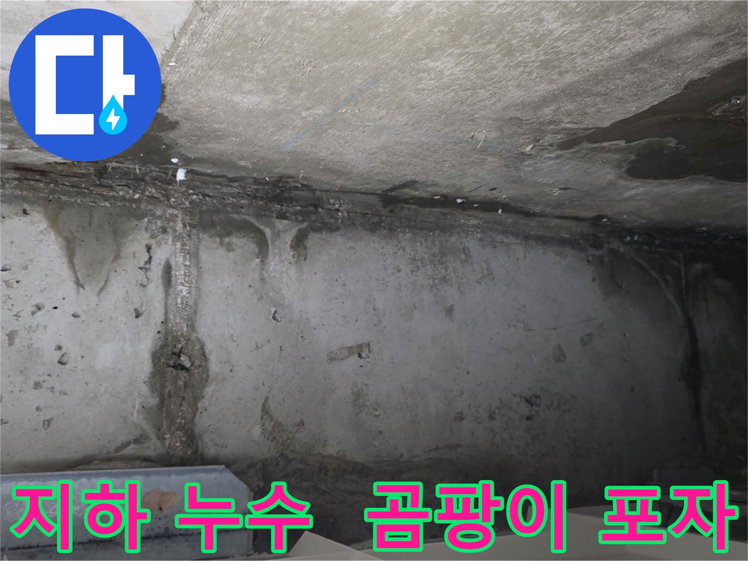남양주 건물 지하 누수 - 곰팡이 포자