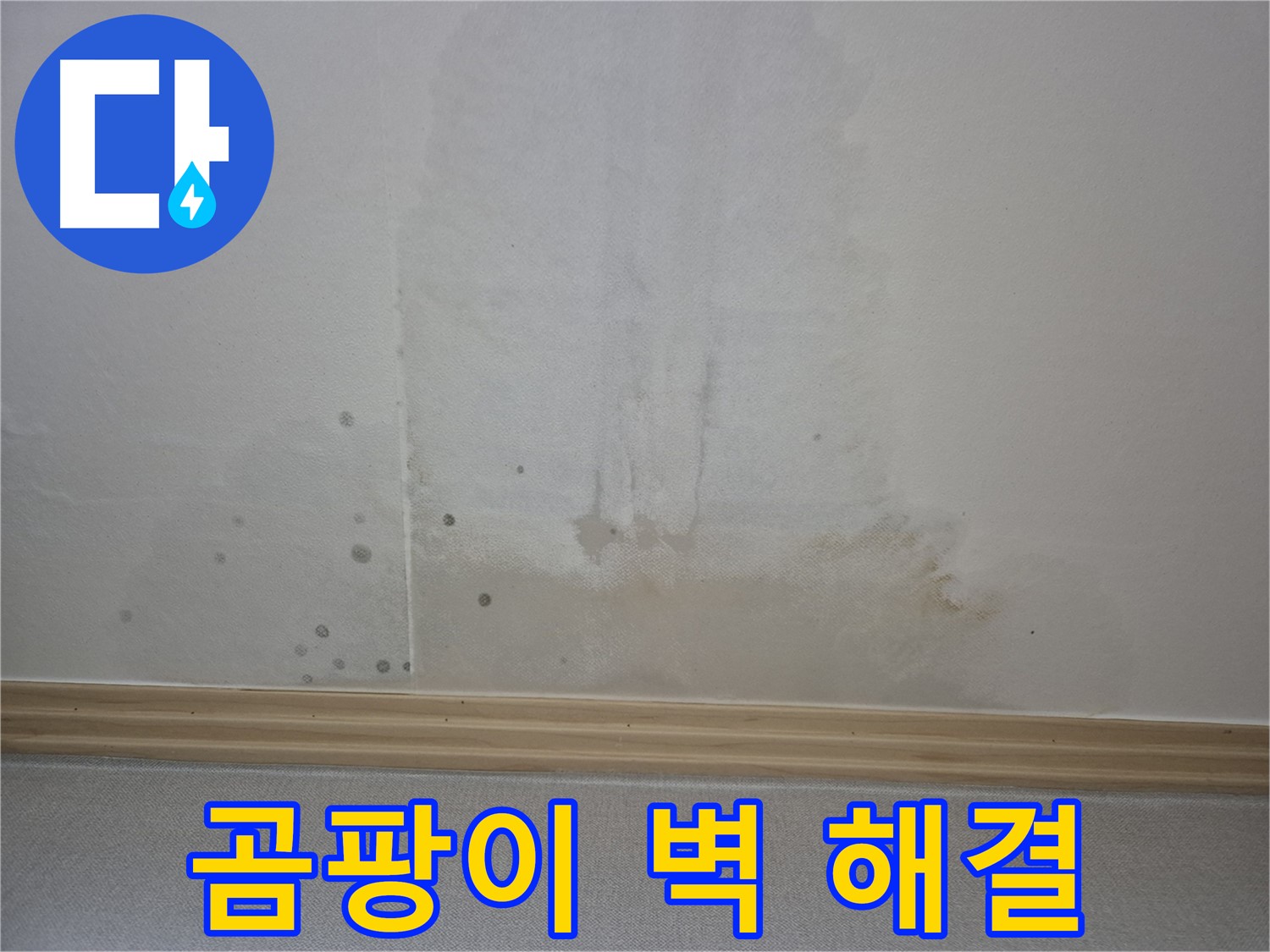 곰팡이 핀 벽 해결 - 고객에게 완벽한 해결을 약속하는 모습