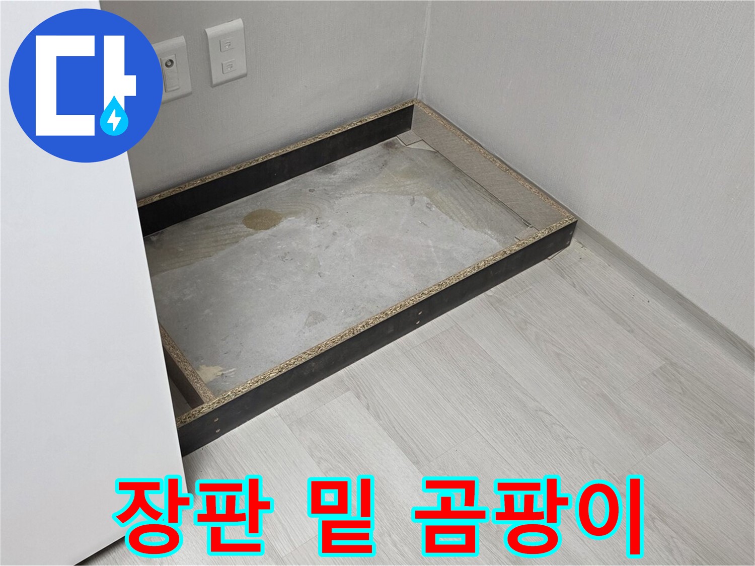 장판 밑 곰팡이 - 충격적인 곰팡이
