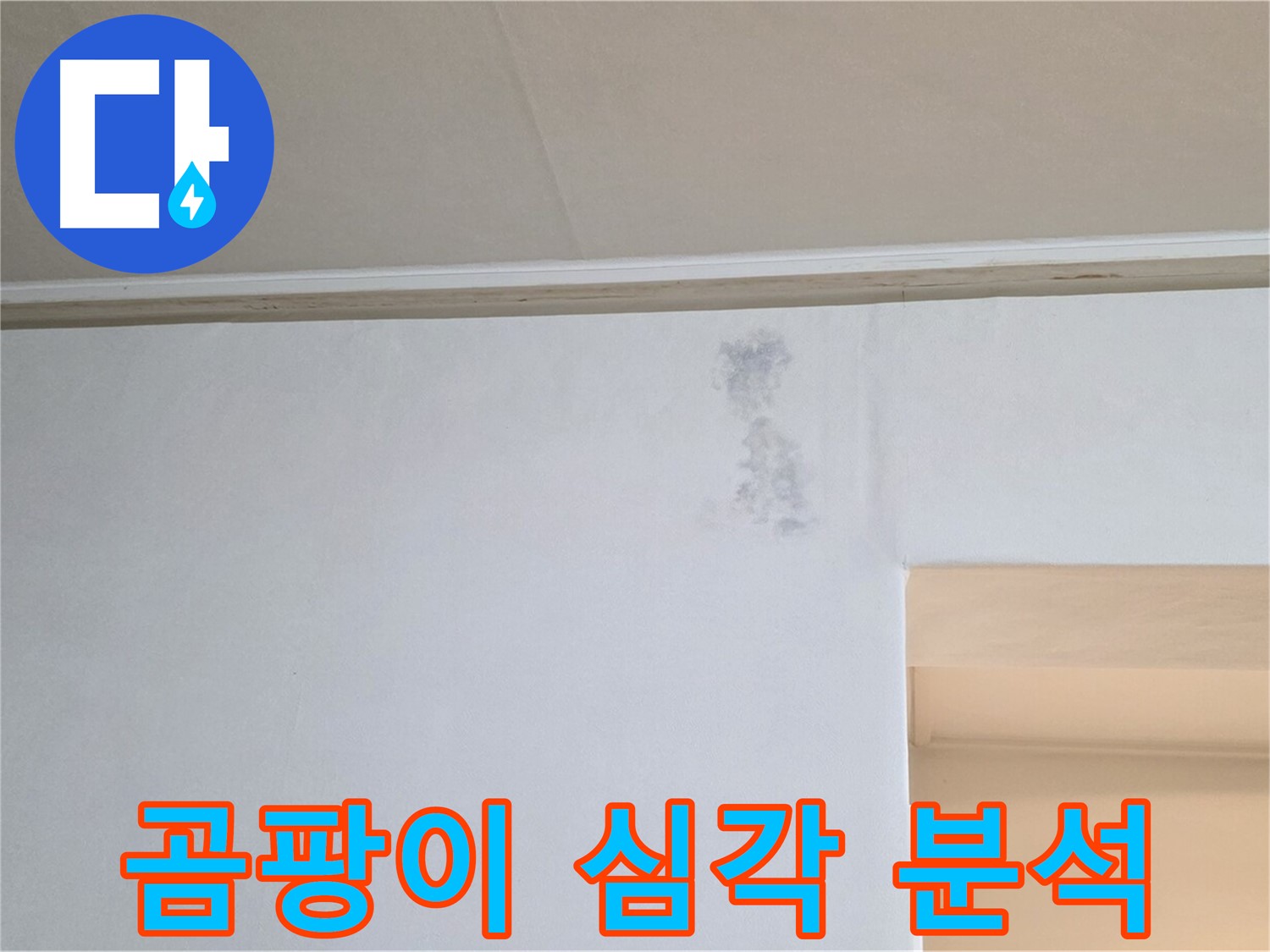 벽 푸른 곰팡이 심각 - 원인 분석 & 맞춤 해결책 제시