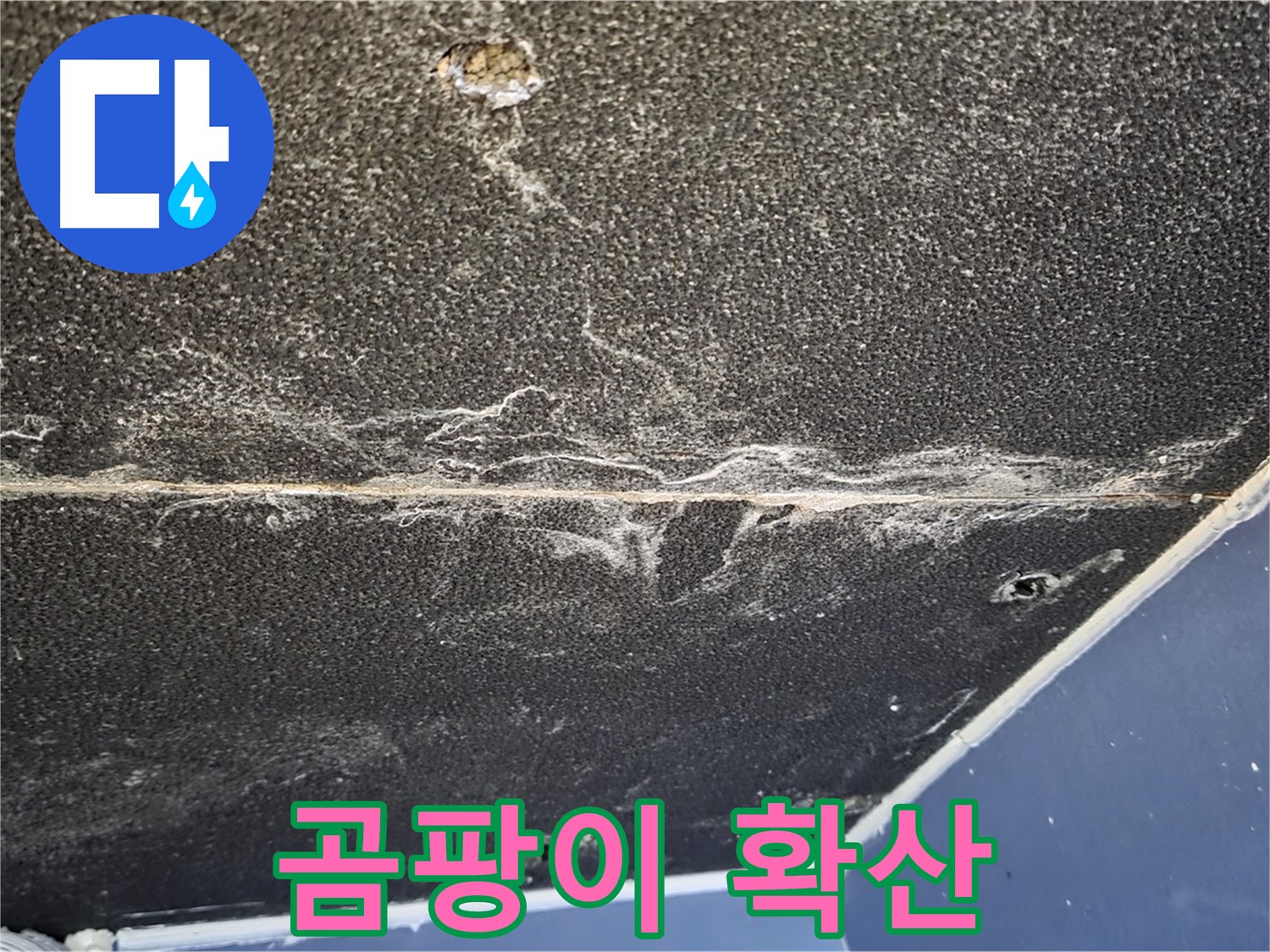 운정어반프라임 곰팡이 - 석고보드 곰팡이 확산 상태