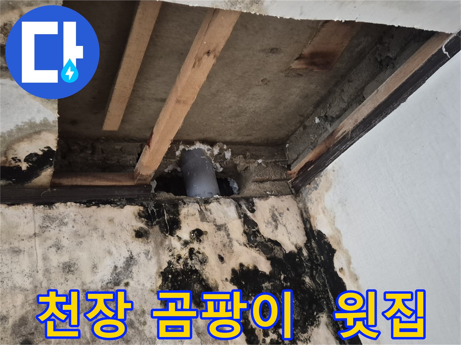 천장 곰팡이 발생 - 윗집 누수 의심, 정밀 탐지 진행