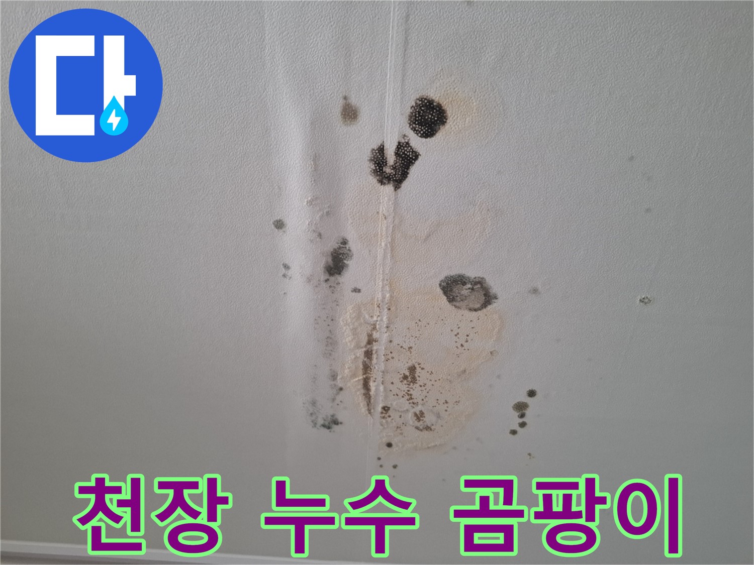 분당 삼평동 아파트 천장 누수 - 곰팡이 발생으로 인한 피해 상황