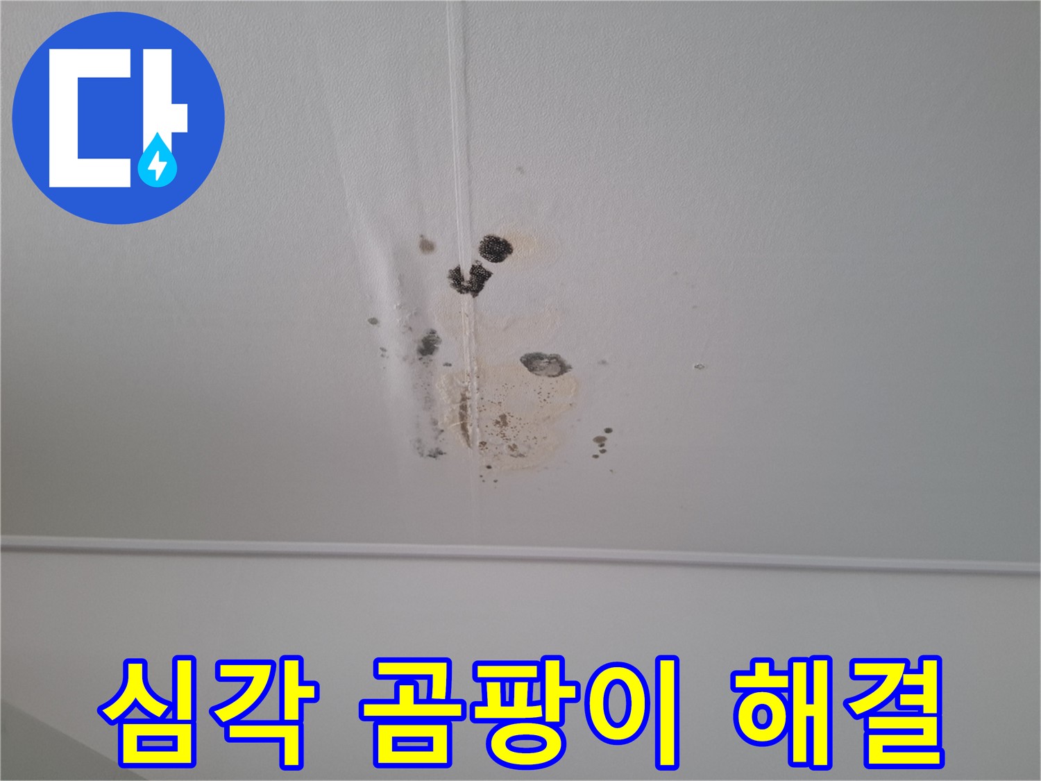 분당구 삼평동 봇들마을2단지 아파트 - 천장에 심각하게 발생한 곰팡이 - 즉시 해결이 필요합니다.