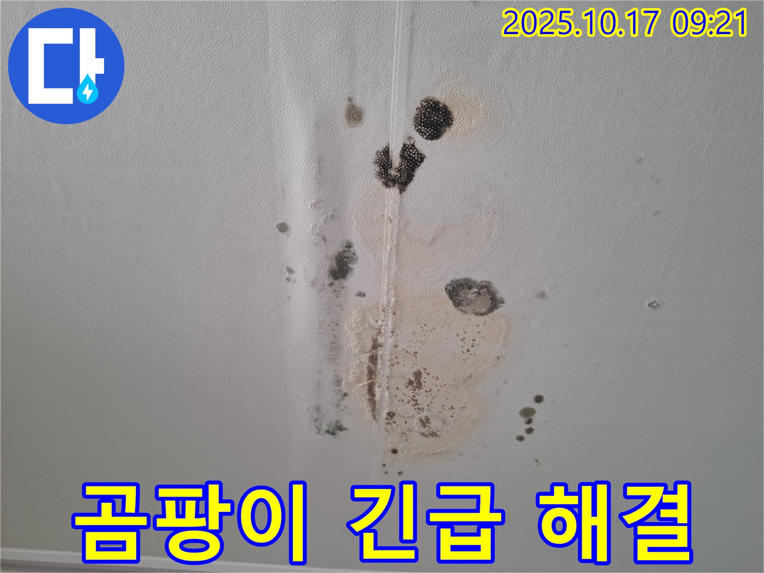 삼평동 아파트 천장 누수 - 곰팡이 문제 해결 및 긴급 누수 공사 진행