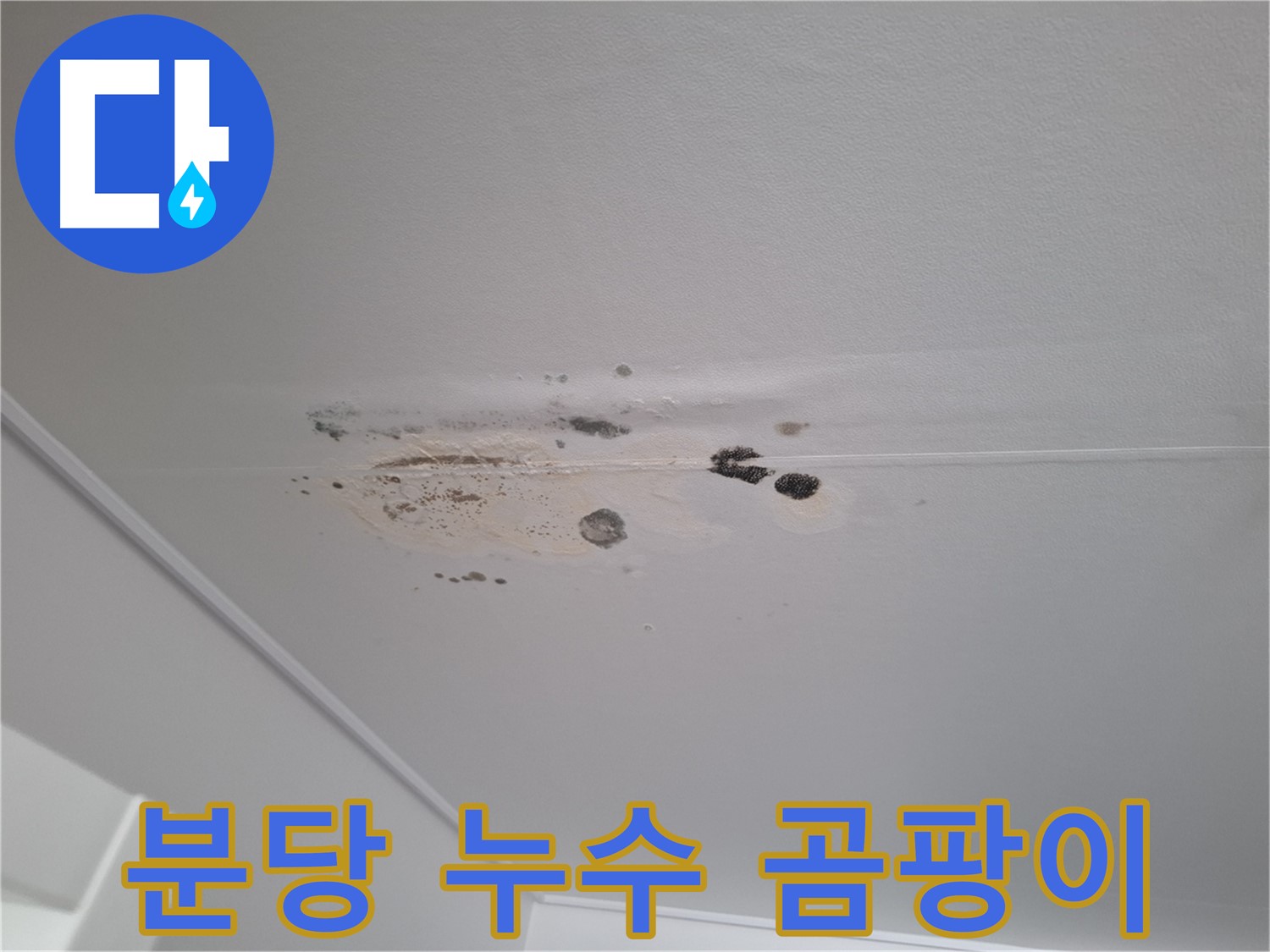 천장 누수 - 곰팡이 심각, 건강 위협