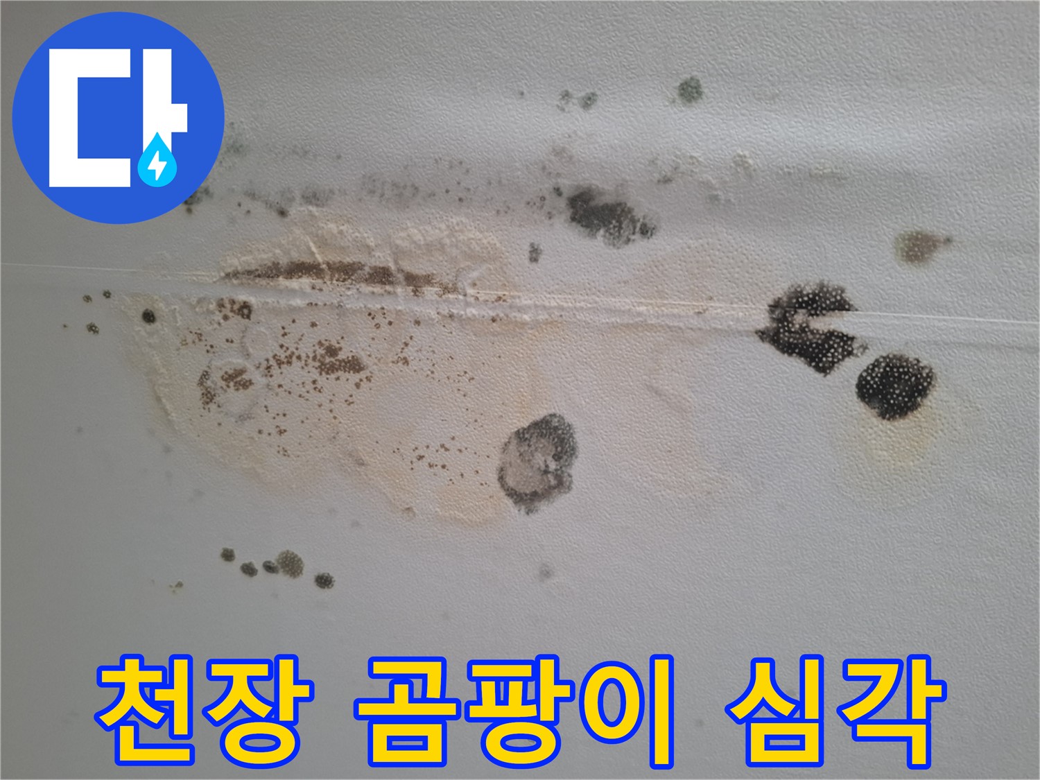 판교 삼평동 누수 - 봇들마을 천장 곰팡이 심각 - 긴급 해결 필요