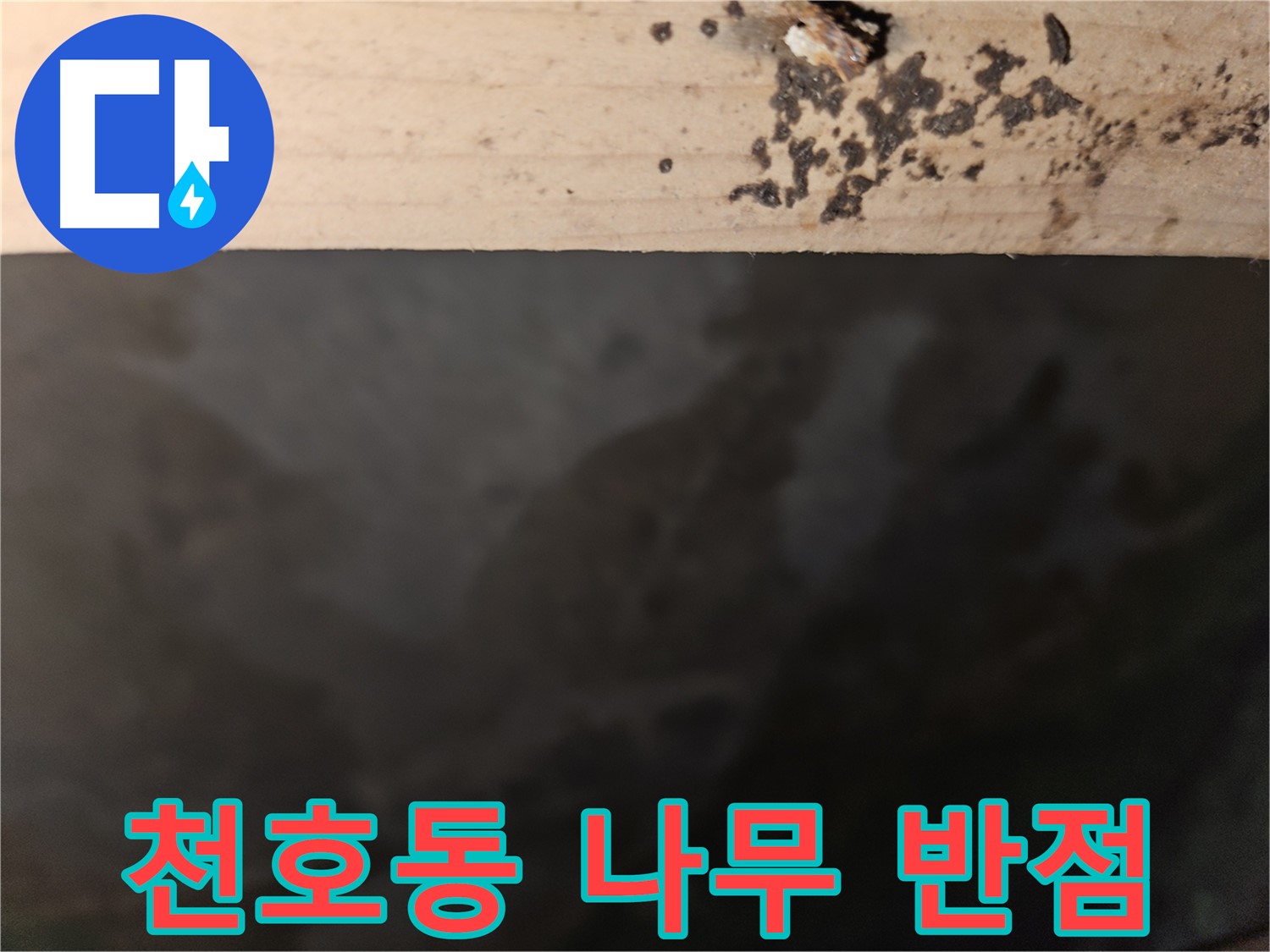 강동구 천호동 누수 - 나무 상단 반점 - 곰팡이