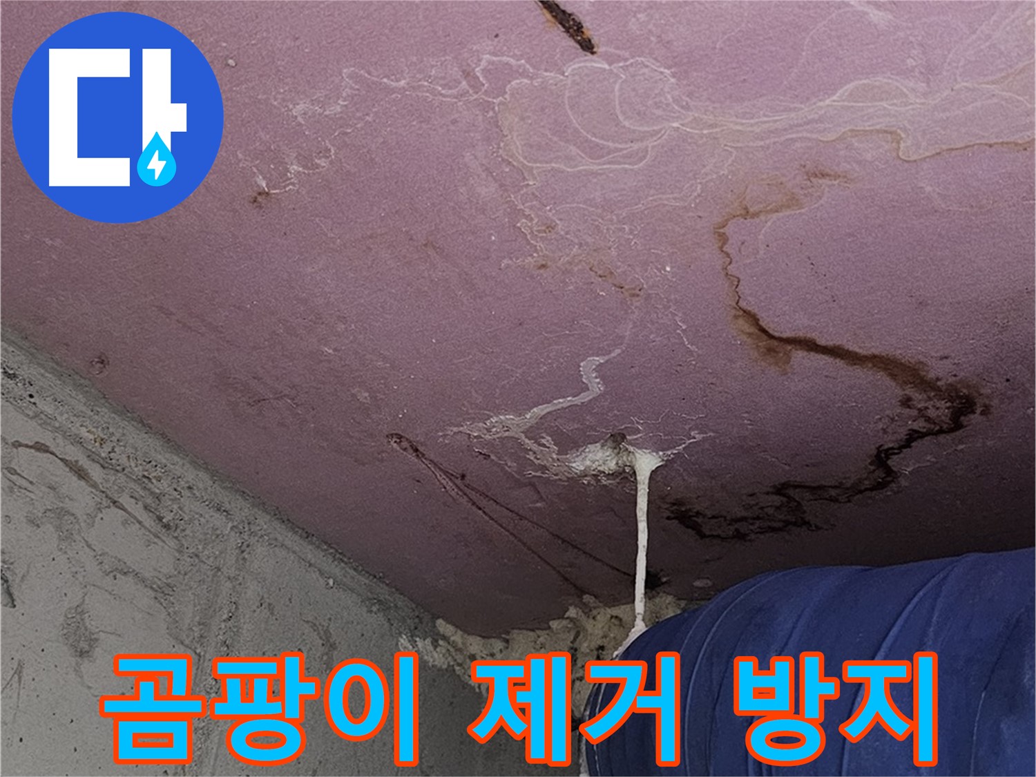 신월동 양천구 누수 - 벽 곰팡이, 완벽 제거와 재발 방지