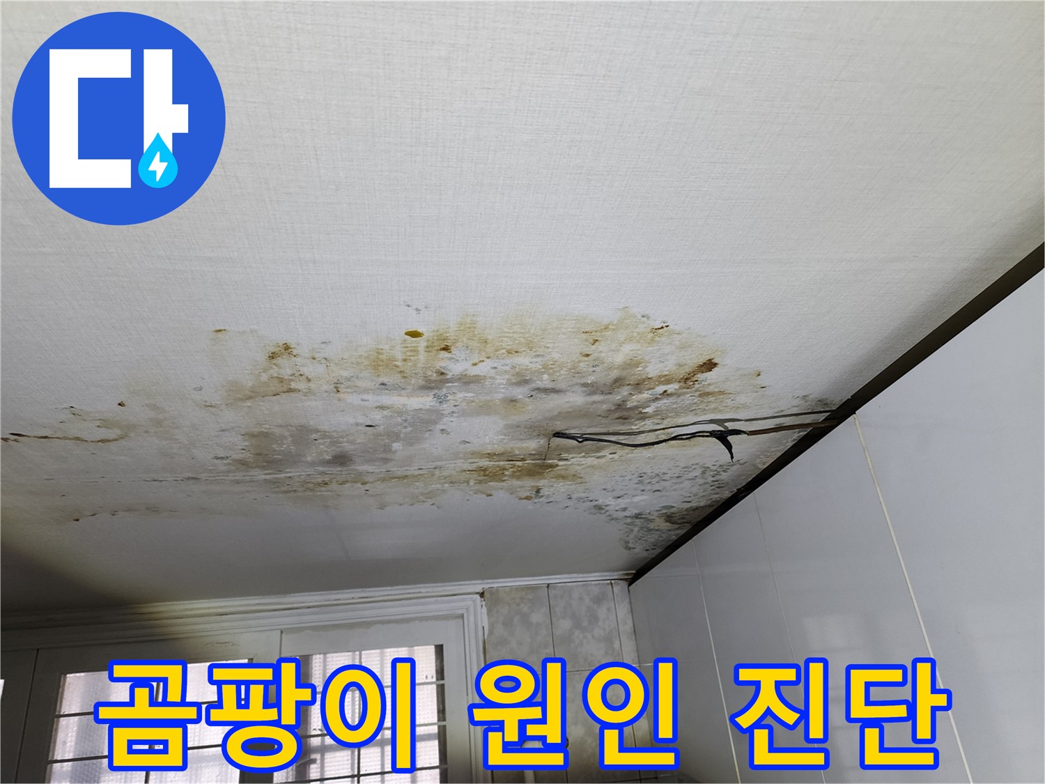 빌라 천장 곰팡이 - 서대문구 누수 전문가 진단