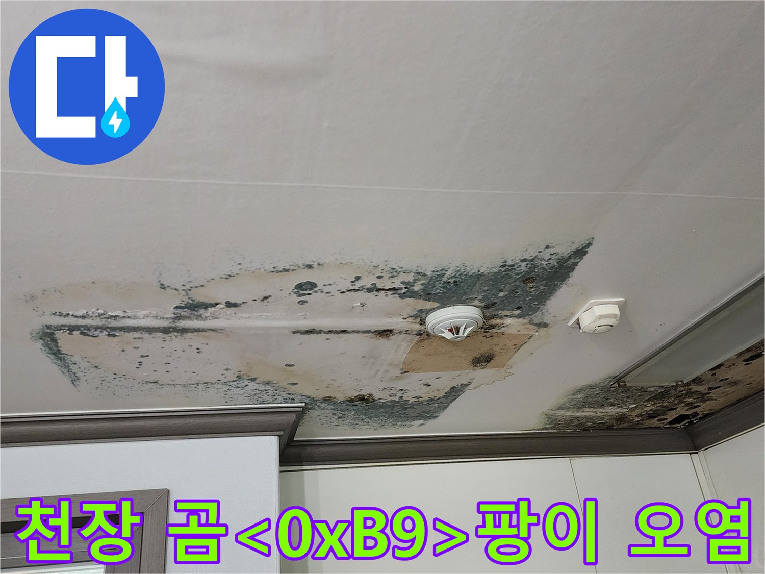 주방 천장 부근에 발생한 심각한 곰팡이 오염 상태