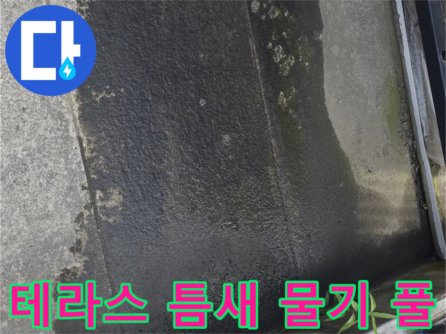 테라스 틈새 물기와 풀 - 누수 가능성 매우 높음