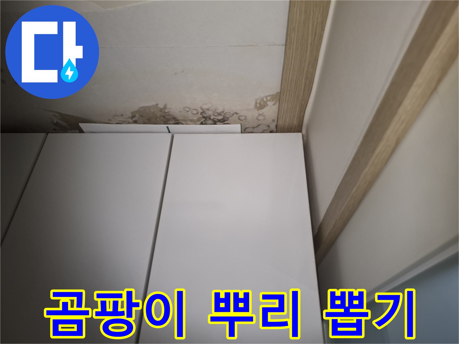 장롱 위 천장의 곰팡이를 뿌리까지 뽑아 제거하는 모습 - 재발 방지가 중요합니다.