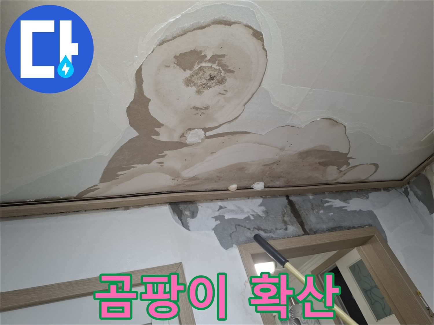 천장 석고보드에 곰팡이 확산 - 긴급 제거가 필요합니다!