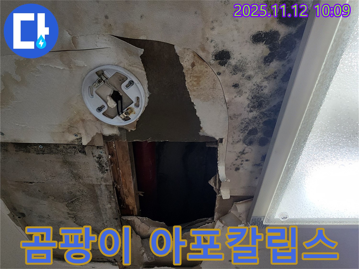 곰팡이로 뒤덮인 천장 - 곰팡이 문제의 심각성을 극명하게 보여주는 사진