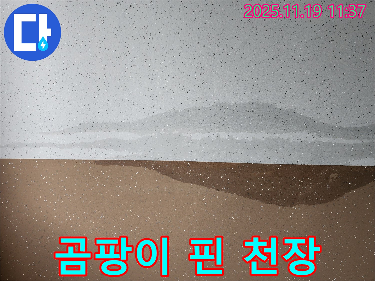 곰팡이 핀 천장 - 건강 위협 - 즉시 해결