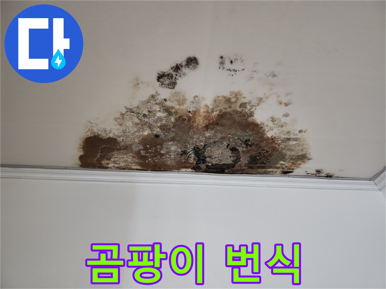 마포 누수 - 곰팡이 번식 제거