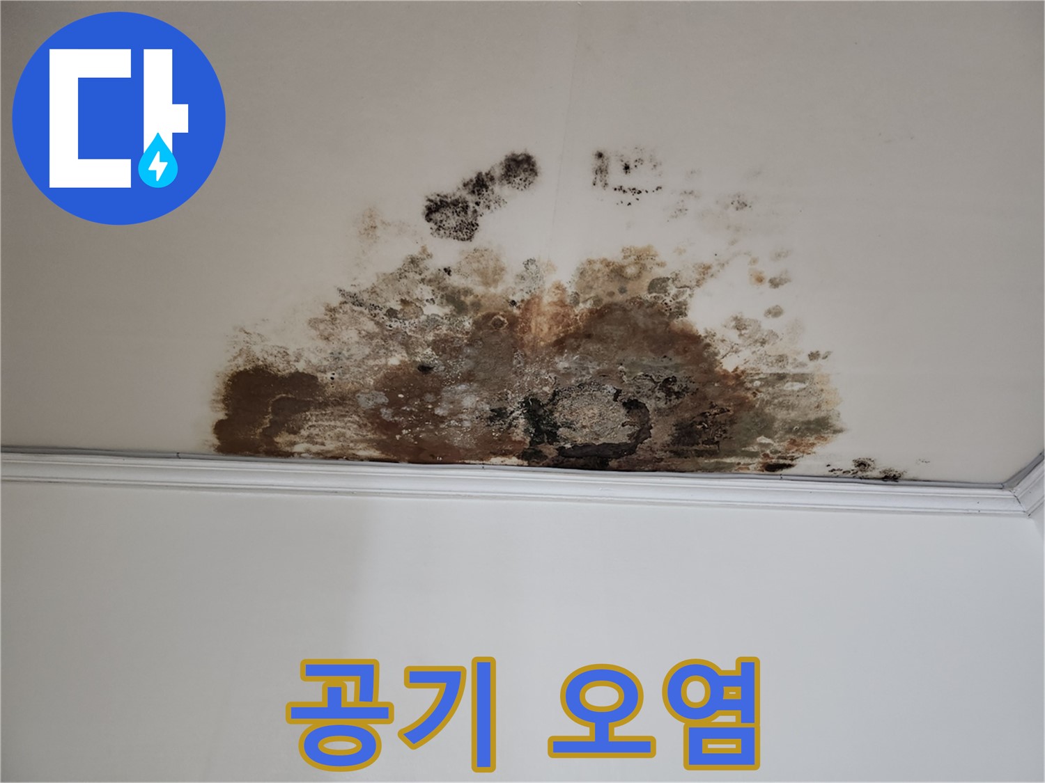 마포 누수 - 곰팡이로 인한 공기 오염
