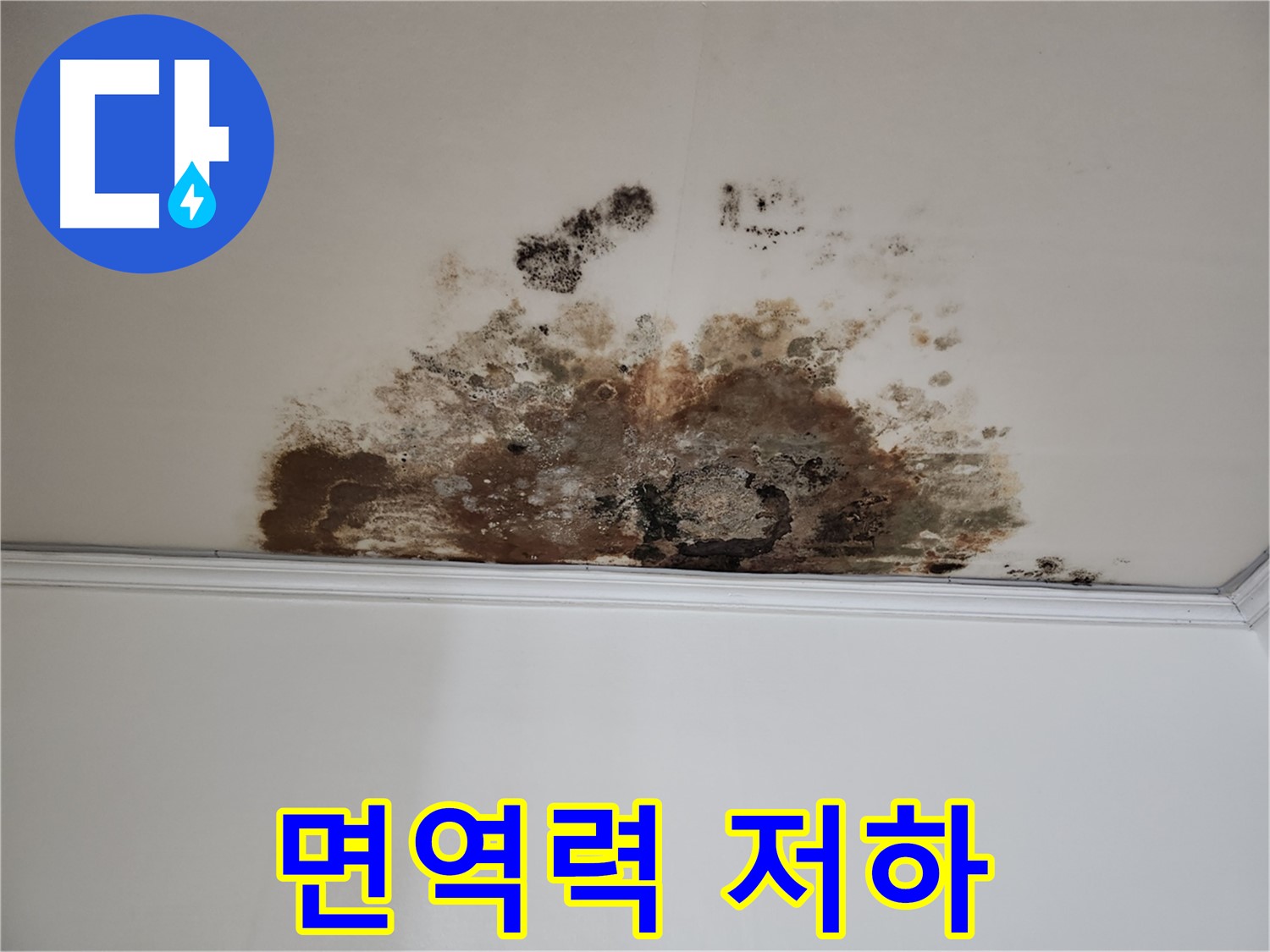 마포 누수 - 곰팡이로 인한 면역력 저하