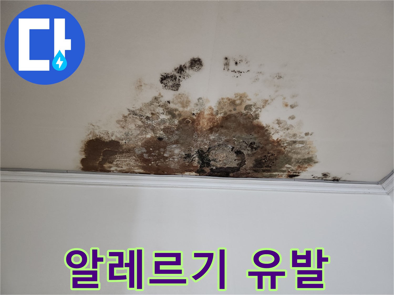 마포 누수 - 곰팡이로 인한 알레르기
