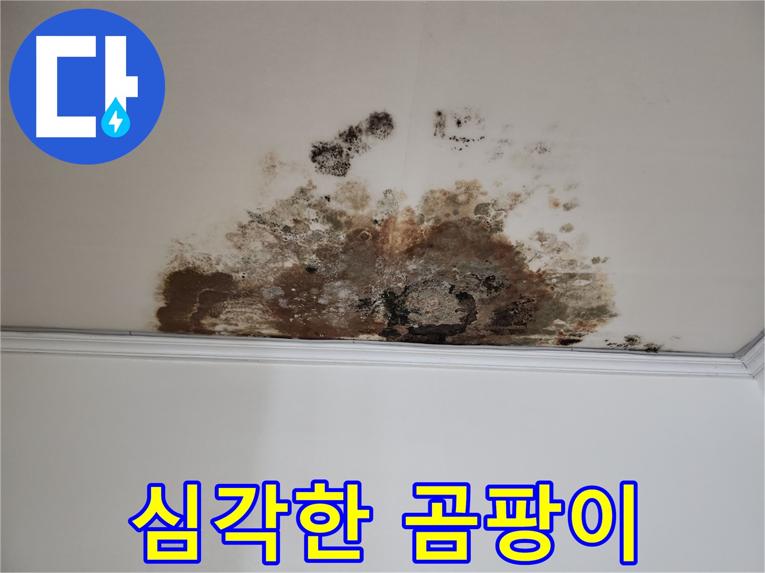 마포 누수 - 심각한 곰팡이 오염