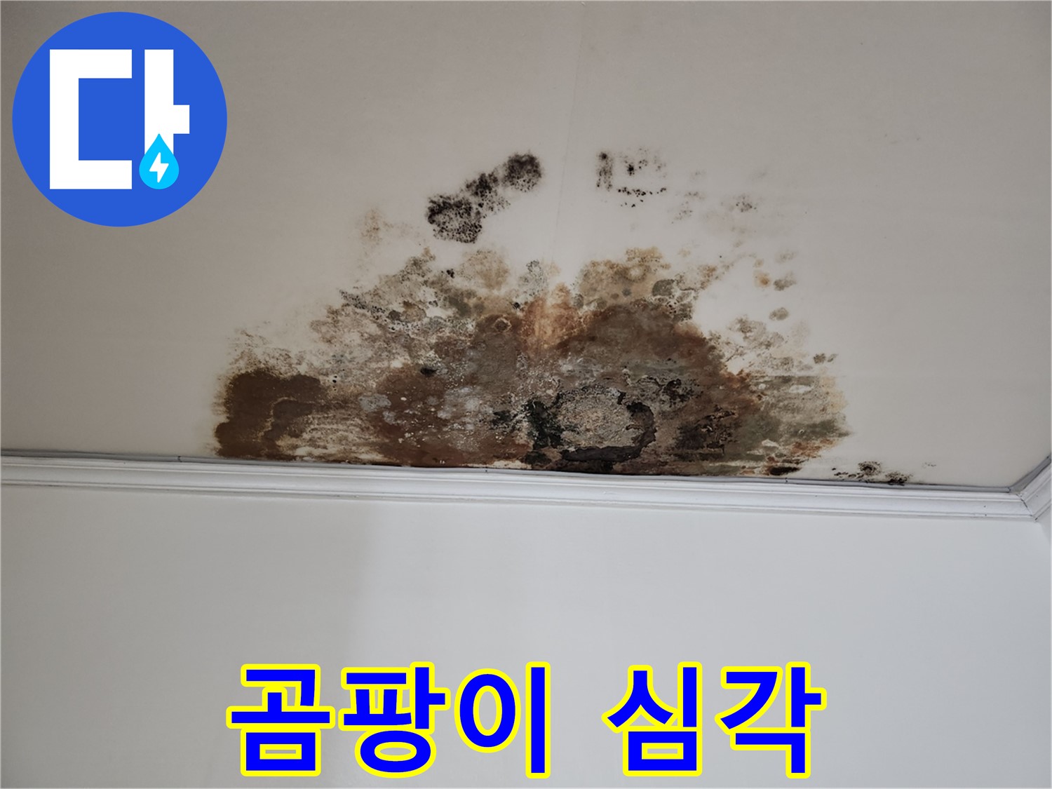 마포구 누수 - 곰팡이가 심하게 핀 천장