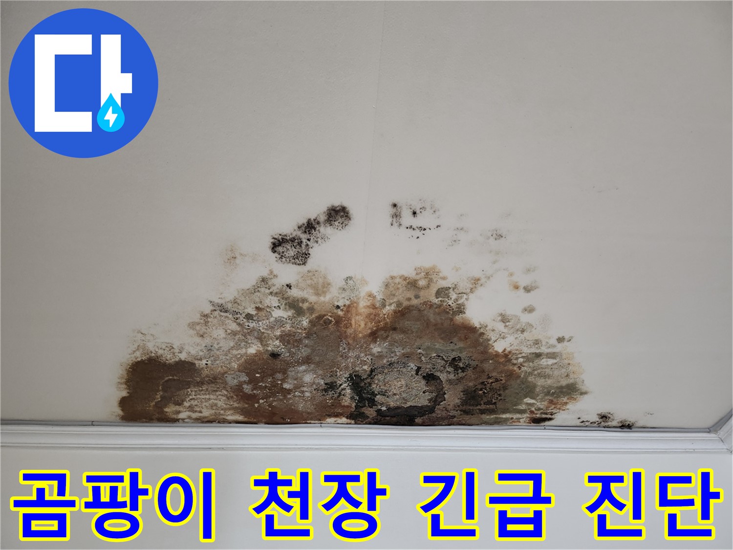 마포구 용강동 천장 누수 - 현대홈타운 곰팡이 문제 긴급 진단
