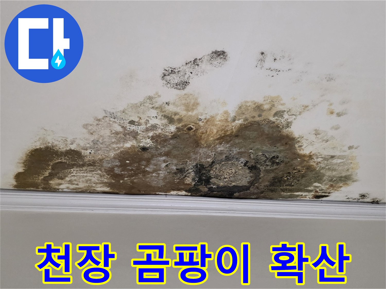 마포구 용강동 현대홈타운 아파트 천장 누수 - 곰팡이 확산으로 인한 긴급 상황