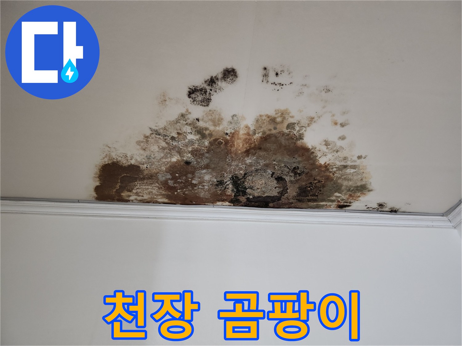 마포구 용강동 현대홈타운 천장 누수 - 심각한 곰팡이