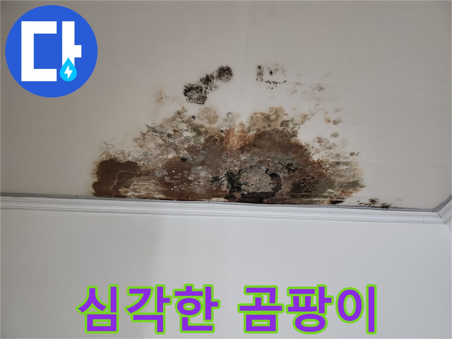 마포구 용강동 현대홈타운 천장 누수 - 심각한 곰팡이 발생