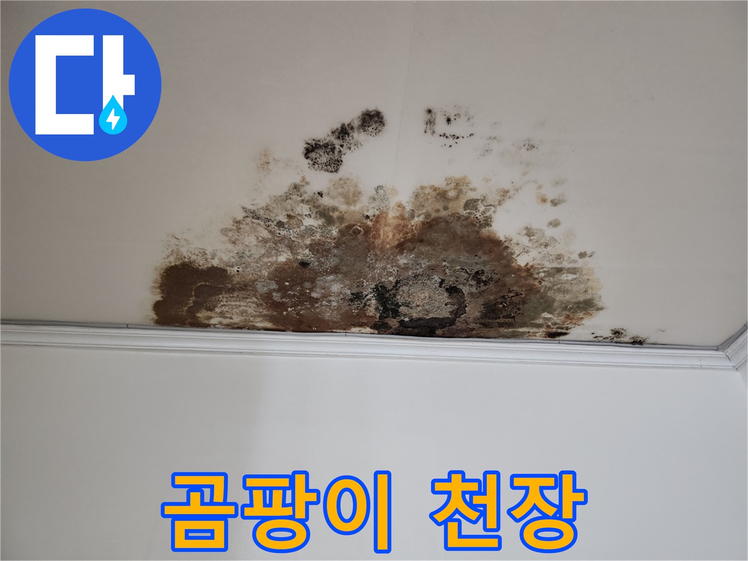 용강동 누수 - 곰팡이로 뒤덮인 천장