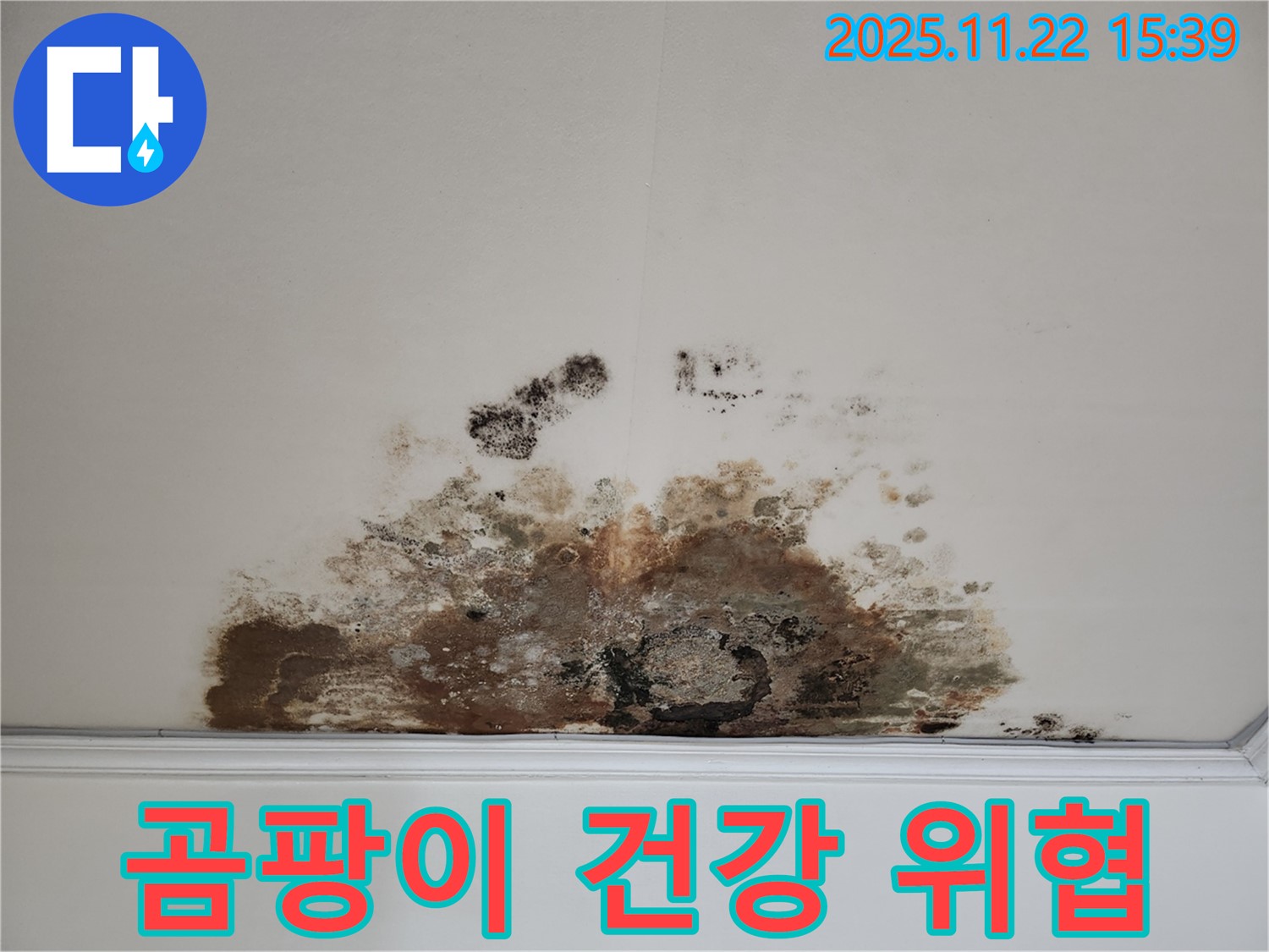 용강동 아파트 천장 - 곰팡이가 건강을 위협