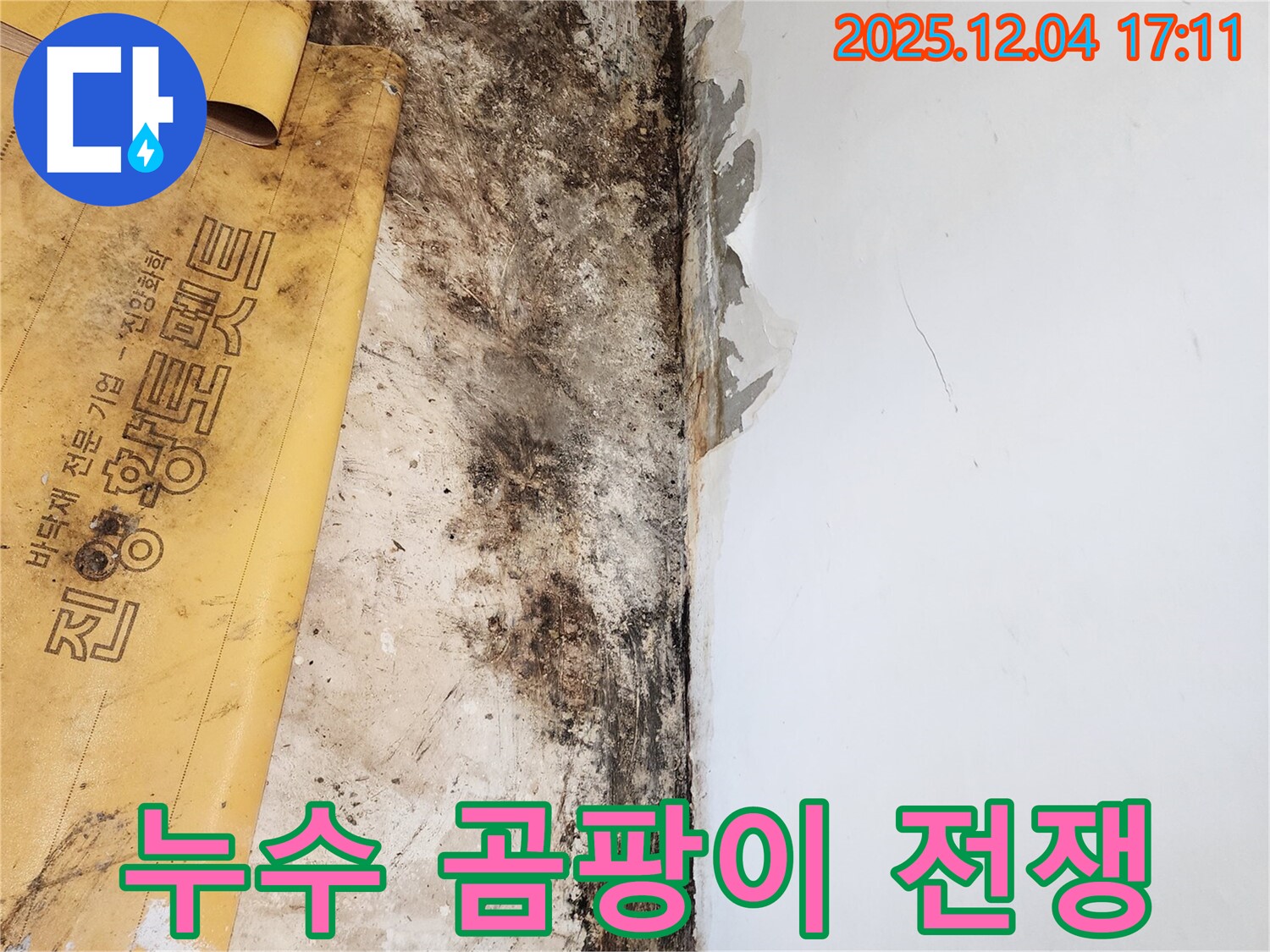 포천시 일동면 화대리 누수 현장 - 곰팡이와의 치열한 전쟁