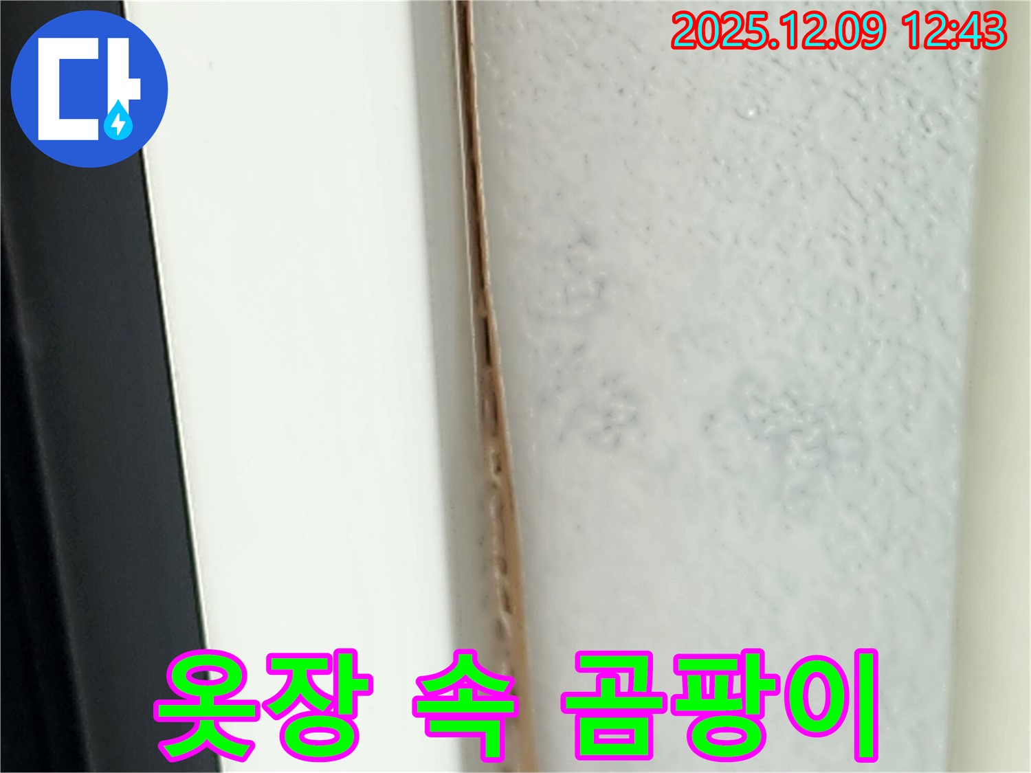 옷장 속 곰팡이 - 습기 제거가 가장 중요합니다.