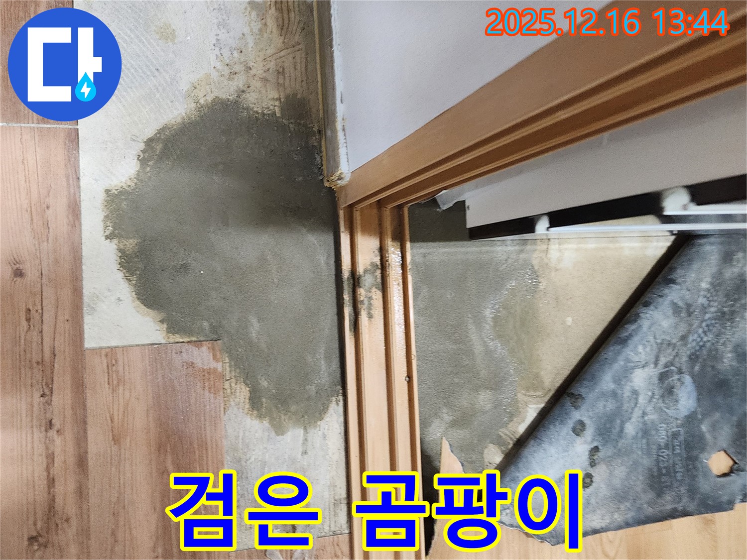 소홀리 누수 - 장판 밑 검은 곰팡이, 온 가족 건강에 적신호
