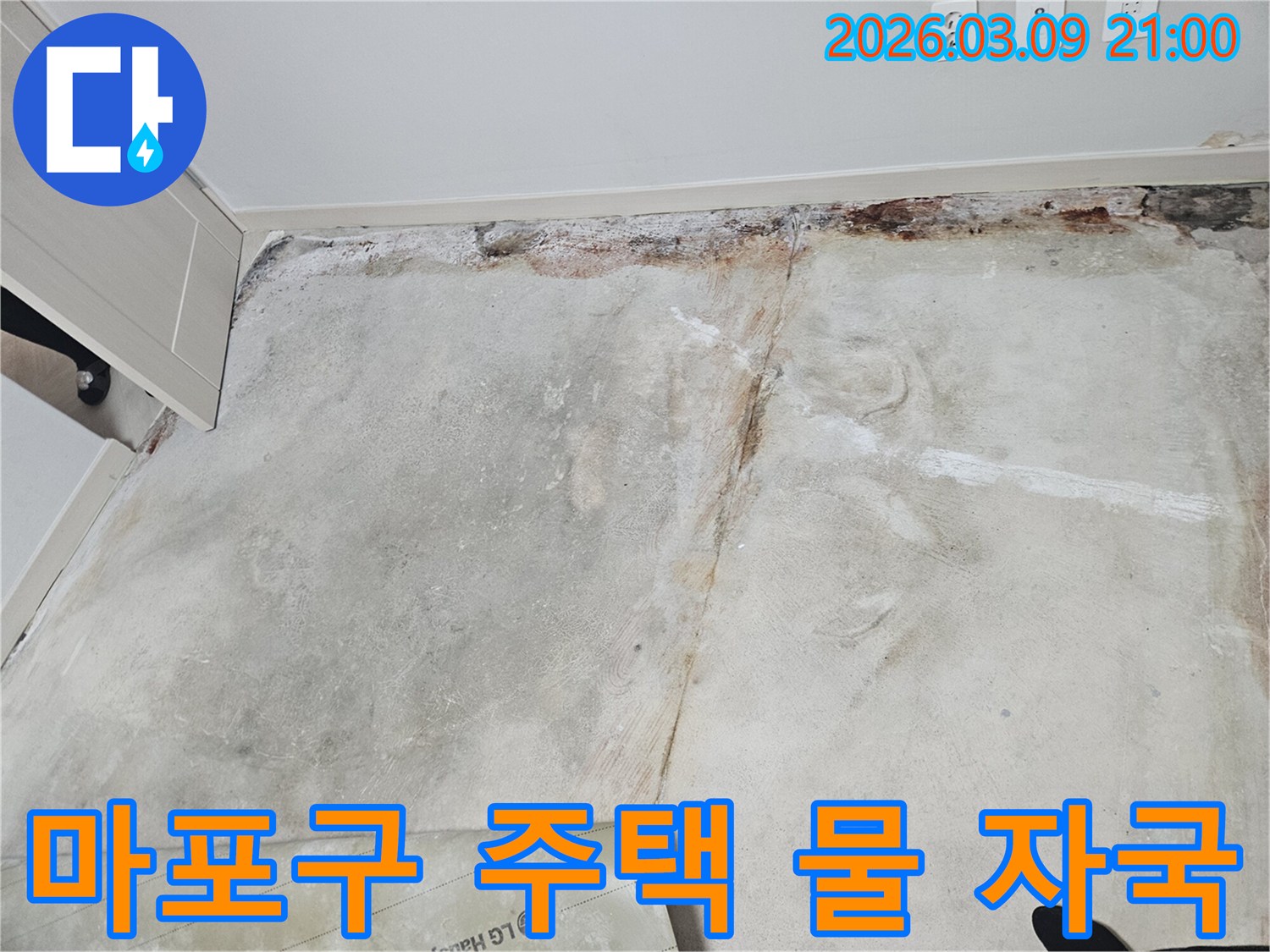 마포구-주택-장판-아래-숨겨진-누수-물-자국을-발견하고-있는-현장