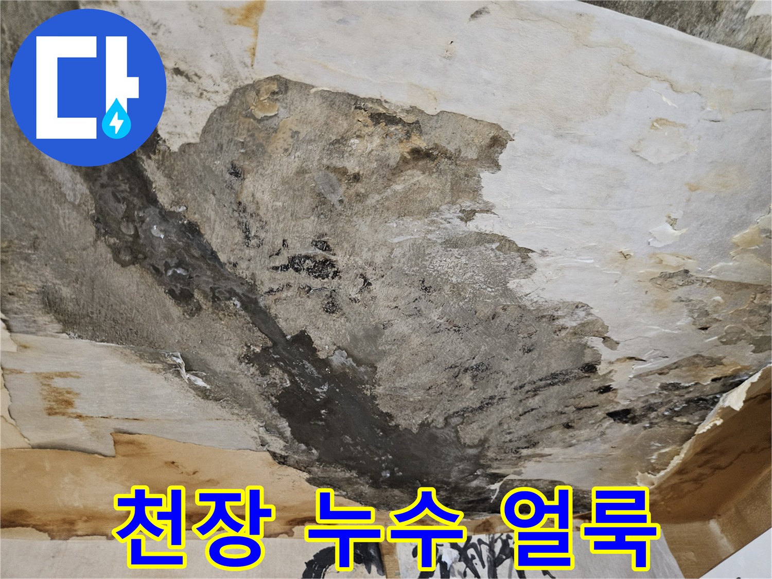 물샘으로 인한-천장 도배지 훼손 및 곰팡이 발생 상태
