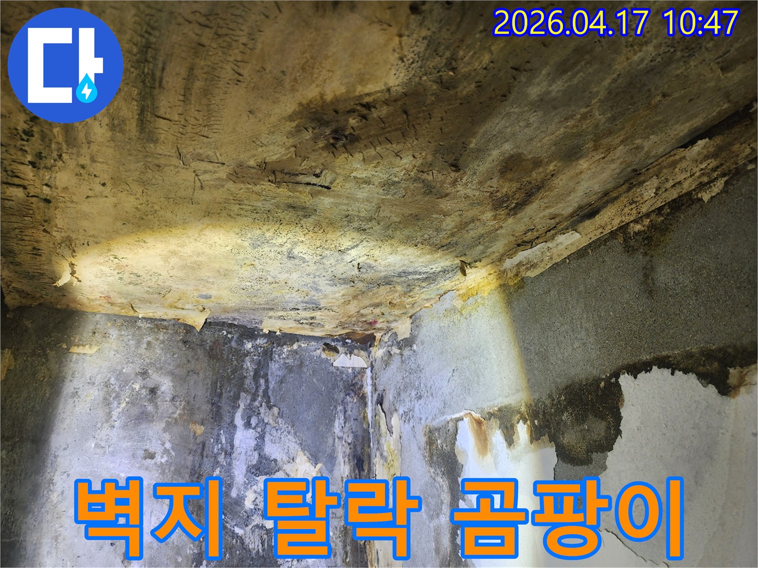 누수로 인해-벽면의 벽지가 심하게 탈락하고-곰팡이가 번식한 현장 모습
