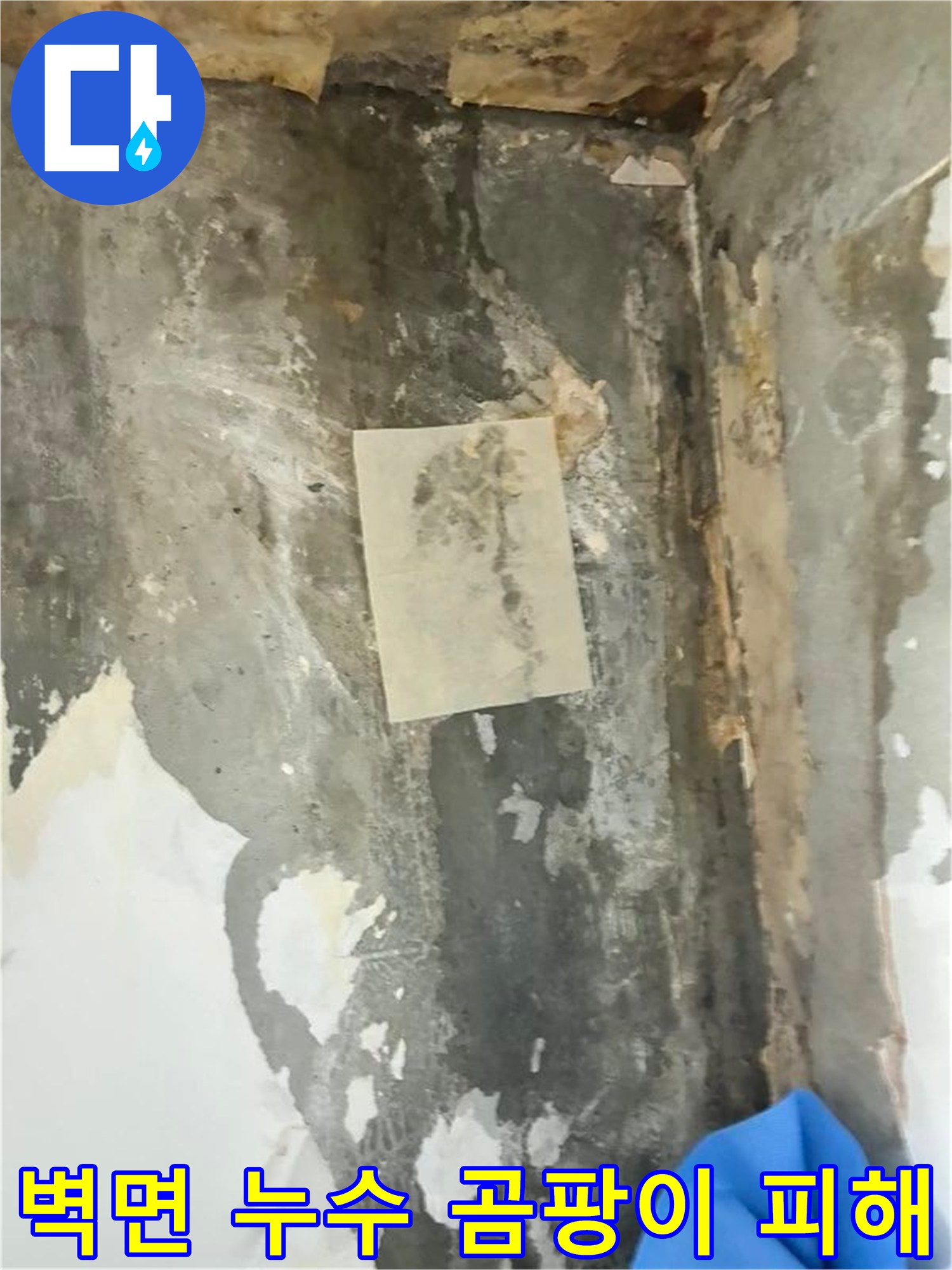벽면에 나타난 광범위한 곰팡이와 물자국은-누수 문제의 심각성을 시각적으로 보여줍니다