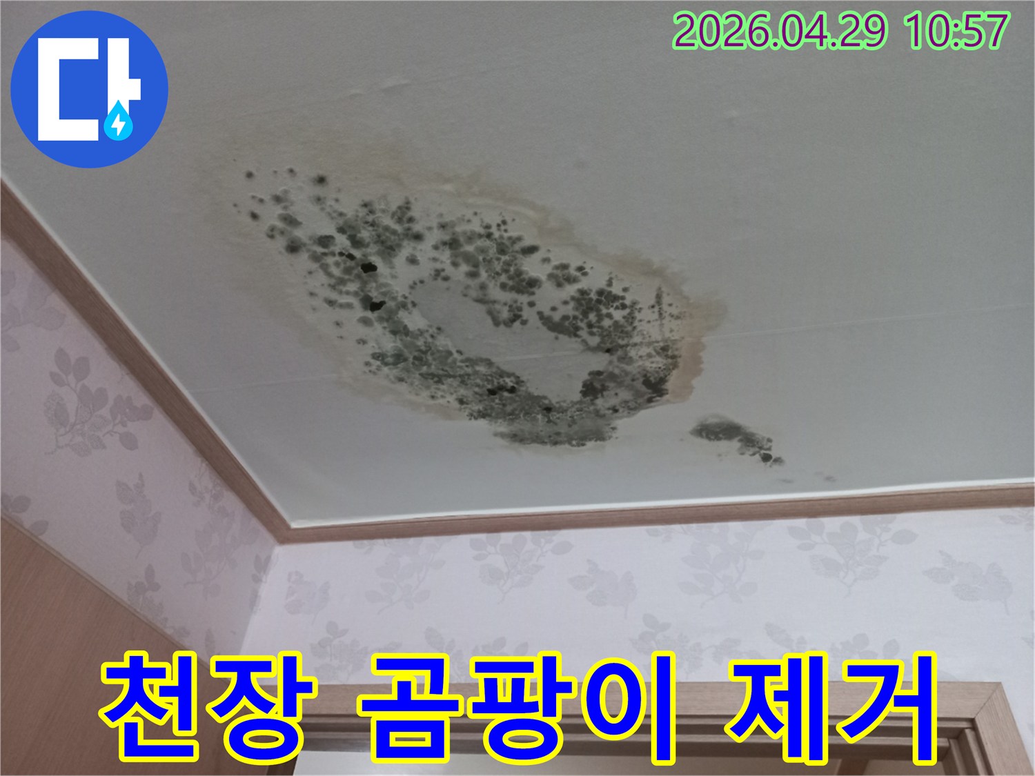 물이 새어 천장에 얼룩과 함께-곰팡이가 발생한 상황을 담은 사진입니다.