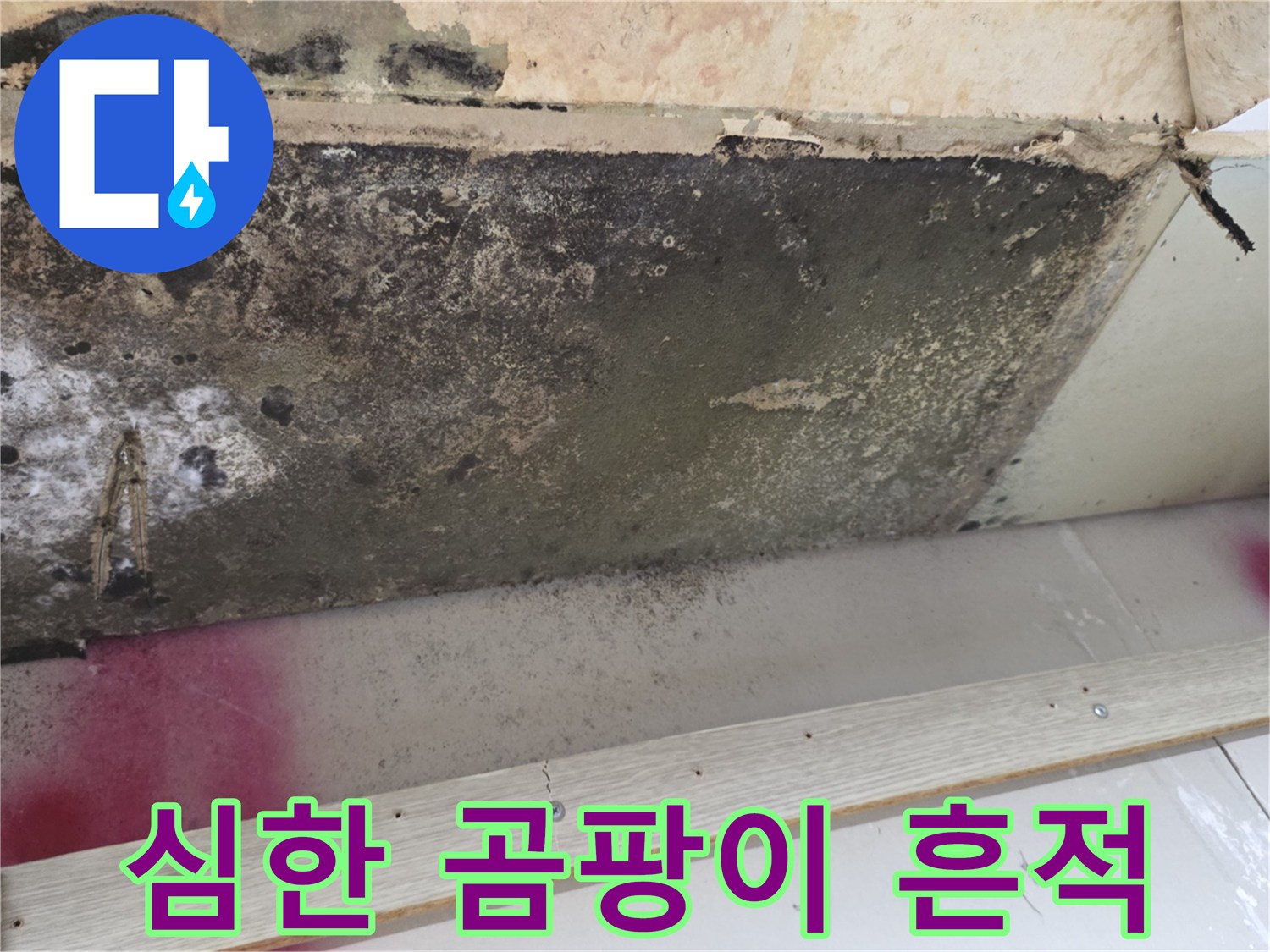 검은색 곰팡이가 번진 천장 내부의 오염된 모습