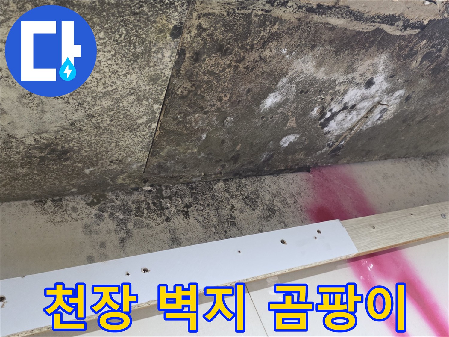 심하게 오염된 천장 벽지의 곰팡이 분포 상태
