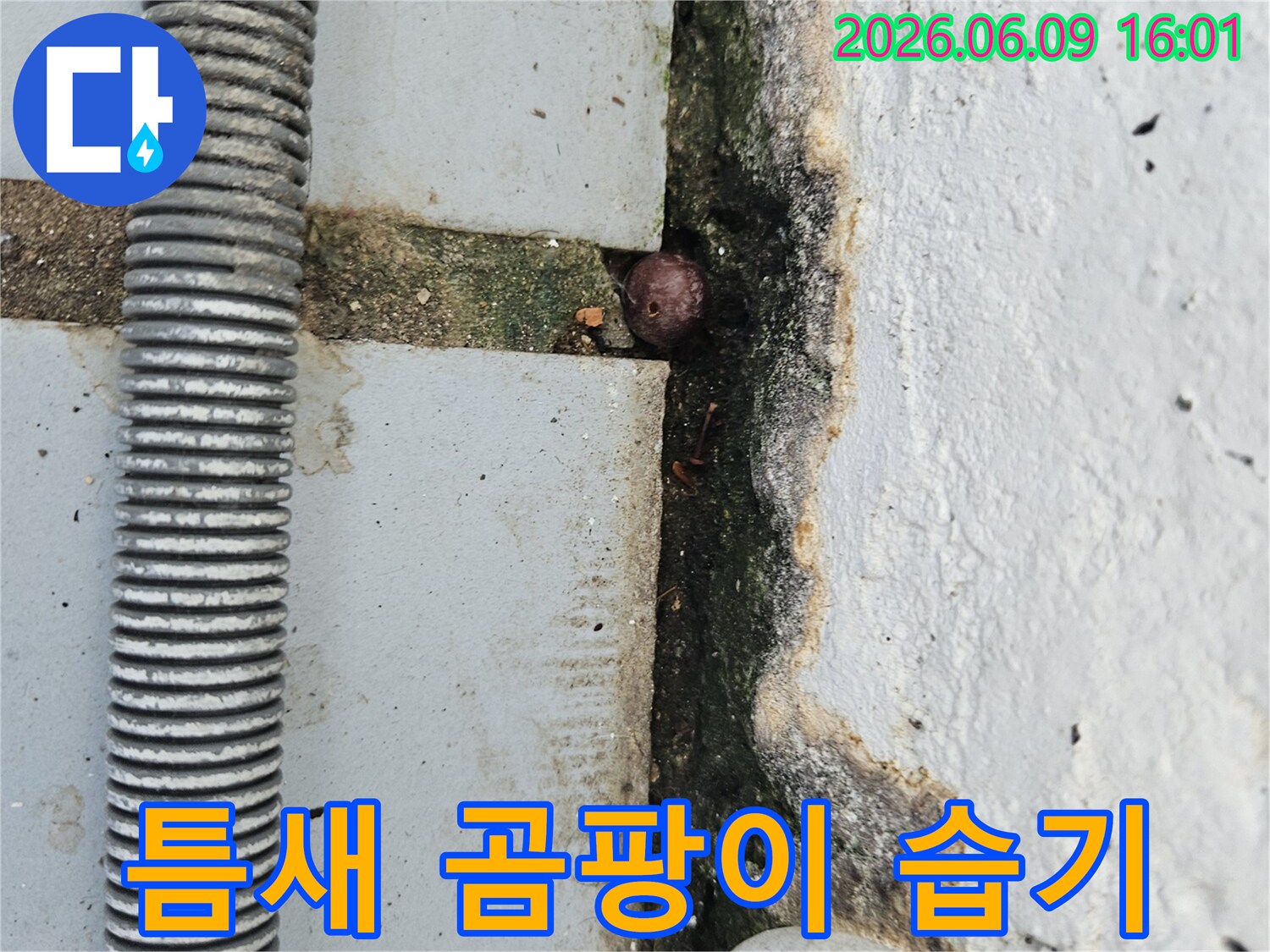 콘크리트 바닥의 틈새에 발생한 곰팡이와-작은 이물질-그리고 주변의 물기 흔적을 보여주는 누수 현장 이미지