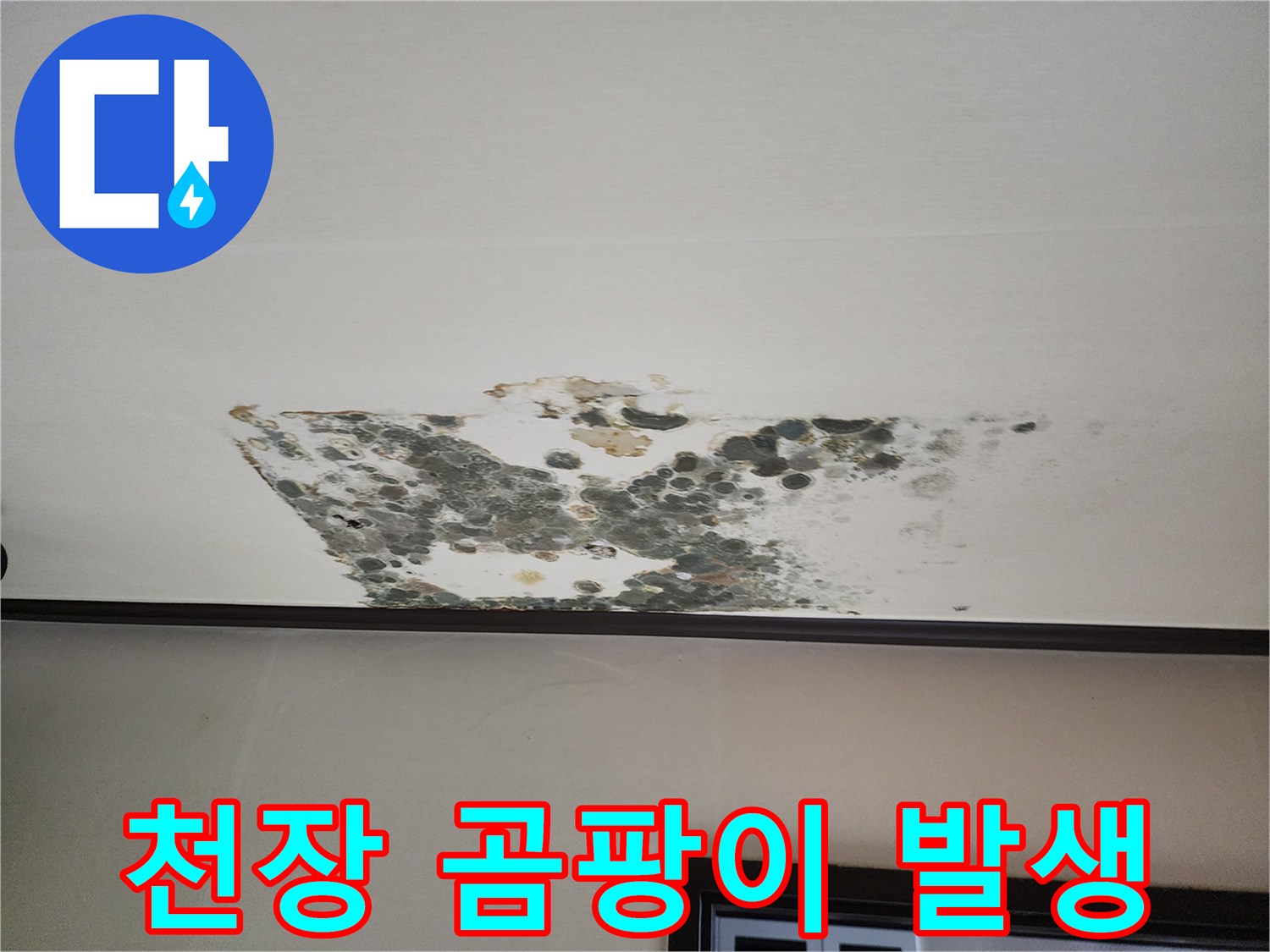 천장 마감재에 광범위하게 나타난 곰팡이와 누수 흔적