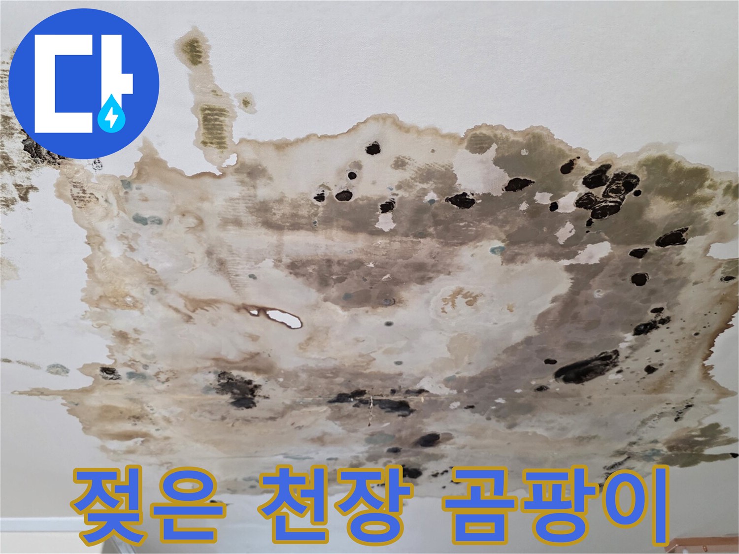 심하게-부식된-천장-마감재의-곰팡이-상태