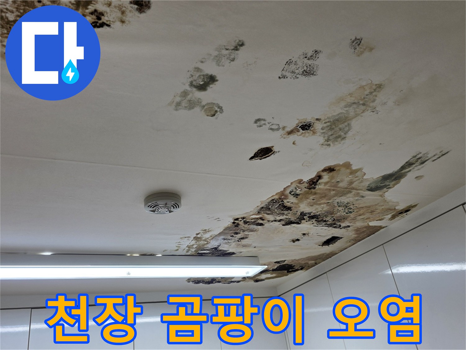 천장-여러-곳에-발생한-곰팡이와-얼룩-상태