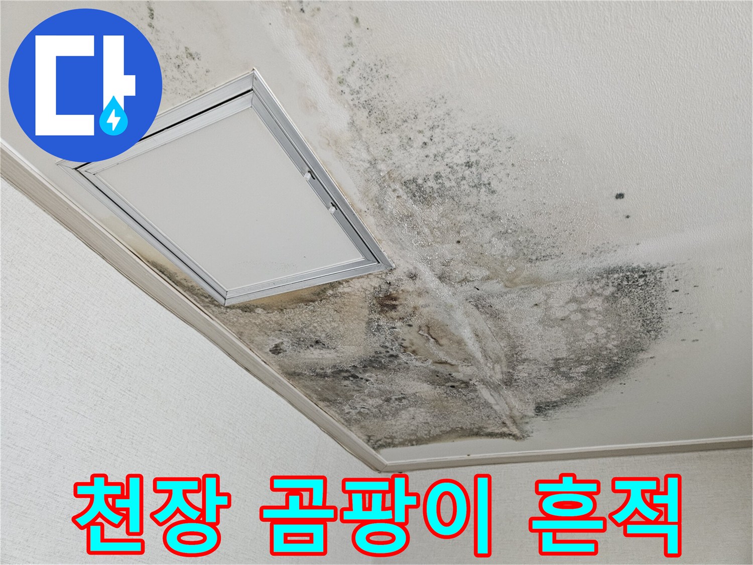 주방 점검구 주변의 광범위한 곰팡이와 습기 오염 상태
