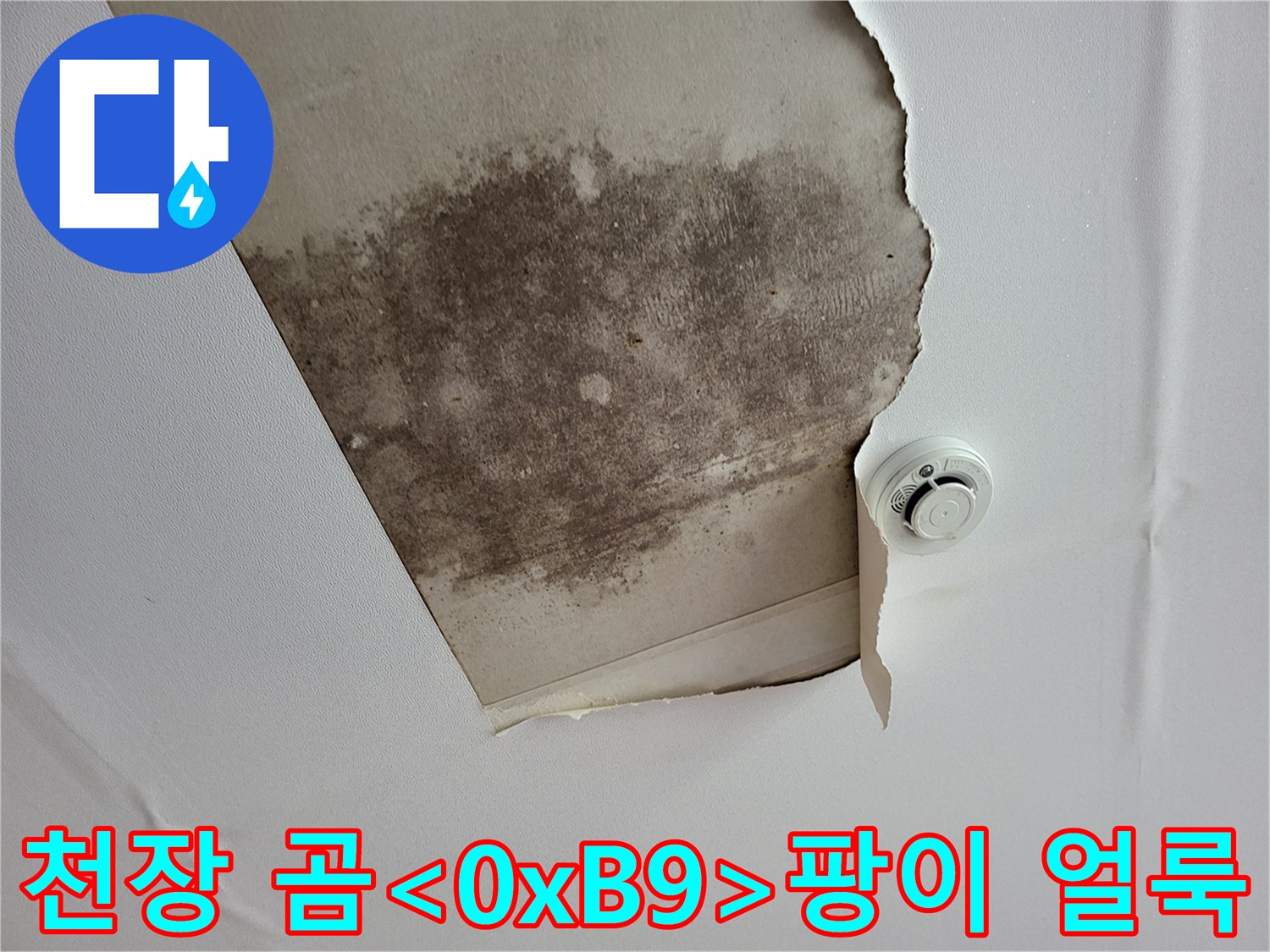 주방 천장 마감재에 발생한 광범위한 곰팡이 오염 부위