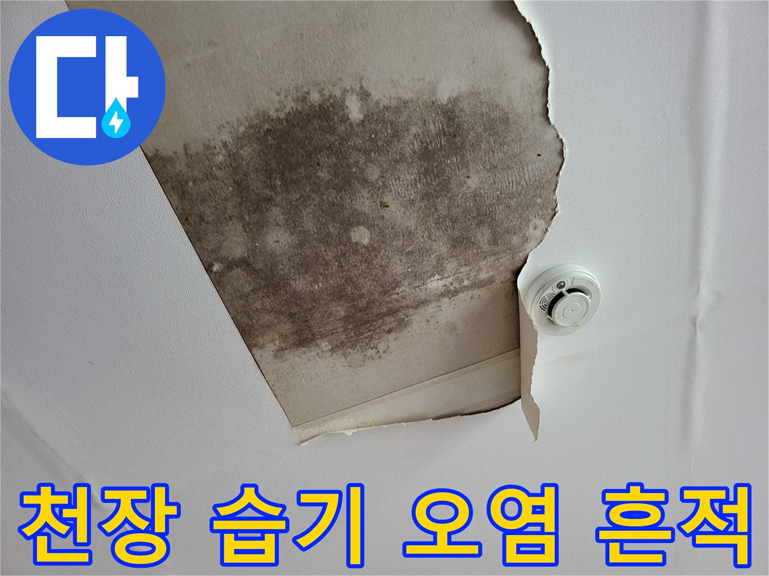 천장 석고보드 틈새로 보이는 검은색 곰팡이와 얼룩