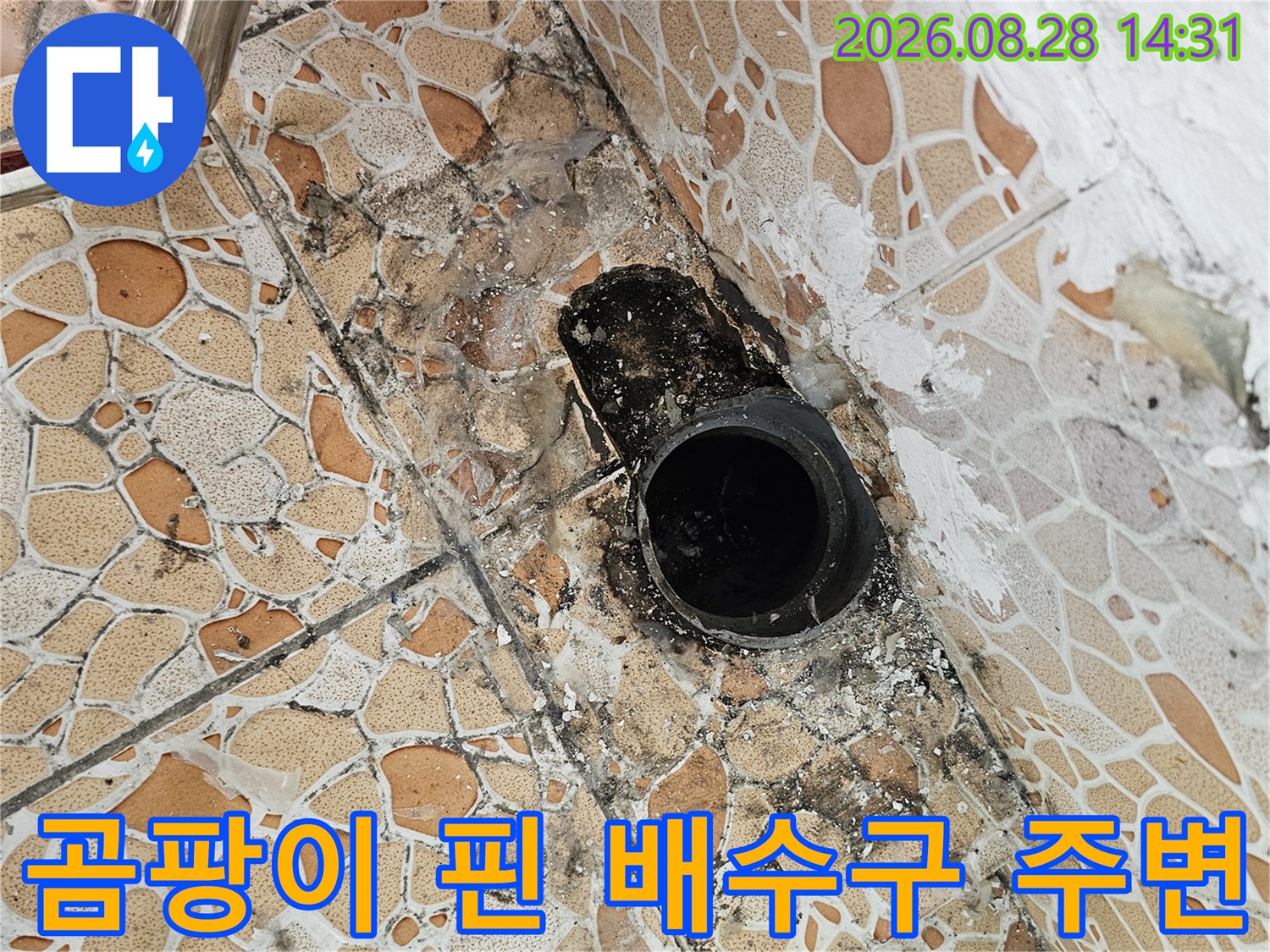 배수구 입구 주변의 검은 곰팡이와 젖은 타일 마감 상태